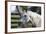 Hennessy Arabians 021-Bob Langrish-Framed Photographic Print