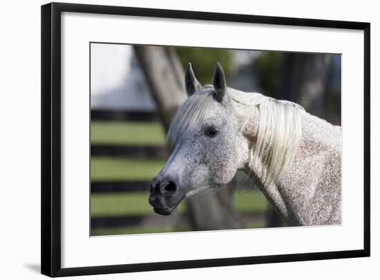 Hennessy Arabians 021-Bob Langrish-Framed Photographic Print