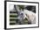 Hennessy Arabians 021-Bob Langrish-Framed Photographic Print