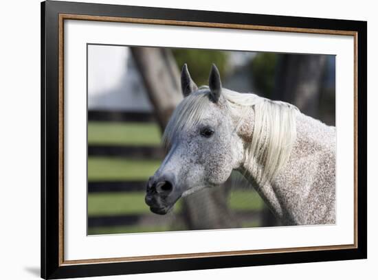 Hennessy Arabians 021-Bob Langrish-Framed Photographic Print