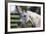 Hennessy Arabians 021-Bob Langrish-Framed Photographic Print