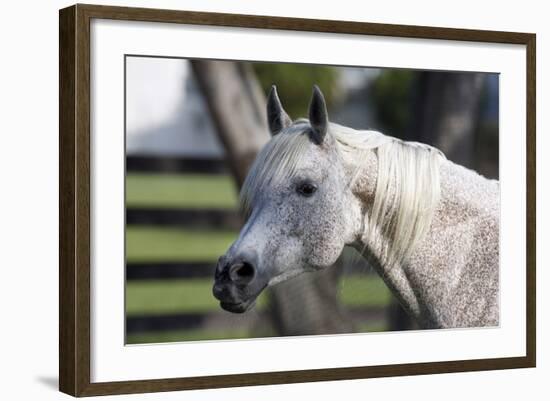 Hennessy Arabians 021-Bob Langrish-Framed Photographic Print