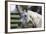 Hennessy Arabians 021-Bob Langrish-Framed Photographic Print