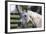 Hennessy Arabians 021-Bob Langrish-Framed Photographic Print