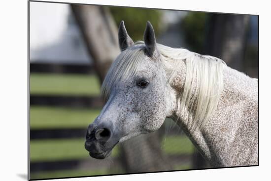 Hennessy Arabians 021-Bob Langrish-Mounted Photographic Print