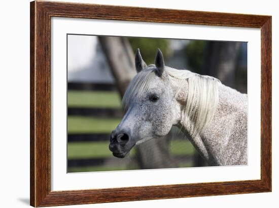 Hennessy Arabians 021-Bob Langrish-Framed Photographic Print