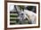 Hennessy Arabians 021-Bob Langrish-Framed Photographic Print