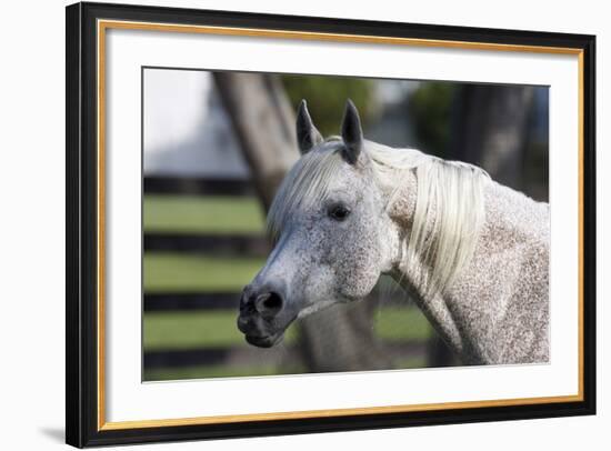 Hennessy Arabians 021-Bob Langrish-Framed Photographic Print