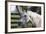 Hennessy Arabians 021-Bob Langrish-Framed Photographic Print