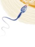 Sperm Fertilising An Egg, Artwork-Henning Dalhoff-Photographic Print