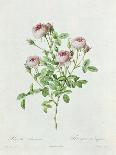 Rosa Pomponia, from Les Roses by Claude Antoine Thory-Henri Joseph Redouté-Giclee Print