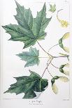 Sugar Maple-Henri Joseph Redouté-Giclee Print