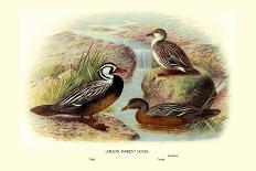 Garlepp'S, Jame's and Turner's Torrent Ducks-Henrick Gronvold-Art Print
