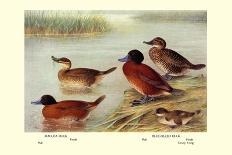 Maccoa and Blue-Billed Ducks-Henrick Gronvold-Framed Art Print