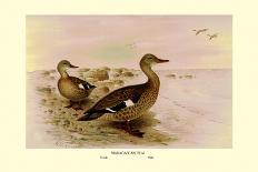 Chilean Torrent Ducks-Henrick Gronvold-Art Print
