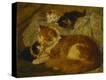 Stretched Canvas Print