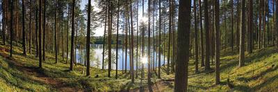 Forest Reflections-Henrik Lund-Stretched Canvas