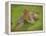 Henry Allen in Cricketing Whites-Henry Scott Tuke-Framed Premier Image Canvas