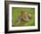 Henry Allen in Cricketing Whites-Henry Scott Tuke-Framed Giclee Print