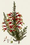 South African Heath, Erica Speciosa-Henry Andrews-Framed Giclee Print