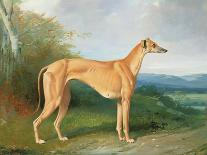 The Greyhound Bitch Lydia-Henry Barraud-Giclee Print