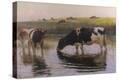 Stretched Canvas Print