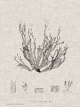 Ptilota plumosa-Henry Bradbury-Giclee Print