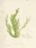 Nitophyllum Punctatum-Henry Bradbury-Giclee Print