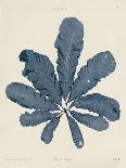 Delesseria Hypoglossum-Henry Bradbury-Giclee Print