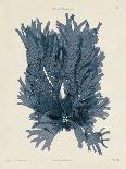 Maugeria Sanguinea-Henry Bradbury-Framed Giclee Print