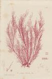 Delesseria Hypoglossum-Henry Bradbury-Giclee Print