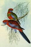 Noisy Scrub-Bird, Atrichornis Clamosus-Henry Constantine Richter-Giclee Print