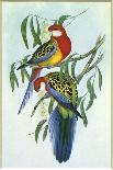 Malayan Peacock Pheasant (Polyplectron Bicalcaratum)-Henry Constantine Richter-Framed Giclee Print