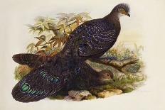 Malayan Peacock Pheasant (Polyplectron Bicalcaratum)-Henry Constantine Richter-Framed Giclee Print