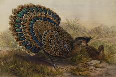 Grey Peacock Pheasant (Polyplectron Chinquis)-Henry Constantine Richter-Giclee Print