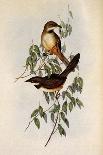 Noisy Scrub-Bird, Atrichornis Clamosus-Henry Constantine Richter-Giclee Print