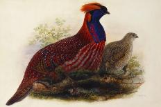 Malayan Peacock Pheasant (Polyplectron Bicalcaratum)-Henry Constantine Richter-Giclee Print