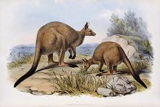 Western Grey Kangaroo-Henry Constantine Richter-Giclee Print