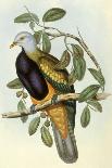 Lady Amherst's Pheasant-Henry Constantine Richter-Giclee Print