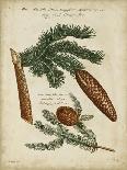 Antique Conifers III-Henry Fletcher-Art Print