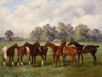 A Group of Polo Ponies, Dainty, Gold, Redskin, Miss Edge, and Piper-Henry Frederick Lucas-Lucas-Framed Giclee Print
