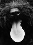 Dog Panting-Henry Horenstein-Framed Photo