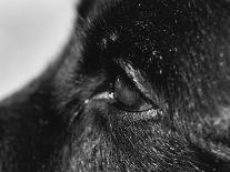 Furry Dog Panting-Henry Horenstein-Photographic Print