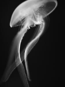 Jellyfish Black And White Photography Art Prints Paintings Posters Wall Art Art Com Jellyfish Black And White Photography Art Prints Paintings Posters Wall Art Art Com