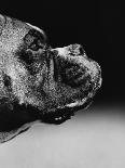 Profile of a Boxer-Henry Horenstein-Photographic Print