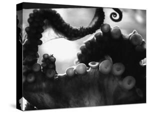 Octopus Black And White Photography Canvas Art For Sale Prints