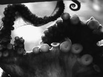 Tentacles of Octopus-Henry Horenstein-Photographic Print