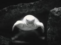 Cross Section of Sea Shell-Henry Horenstein-Photographic Print