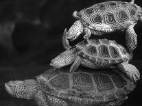 Turtles Underwater-Henry Horenstein-Photographic Print
