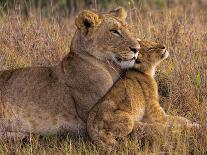 Baby Lion With Mother-Henry Jager-Stretched Canvas